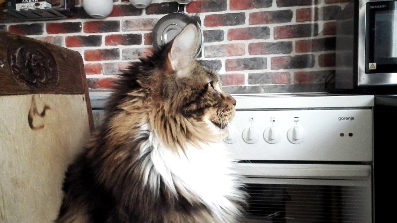 Кот Лоря смотрит кино.#кот #котики #коты #мейнкуны#юмор #позитив #humor #cat #cats #catlover