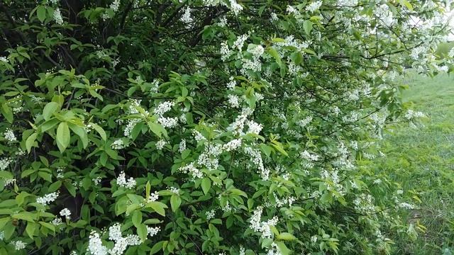 Собираем цветы черемухи. А зачем? смотреть онлайн