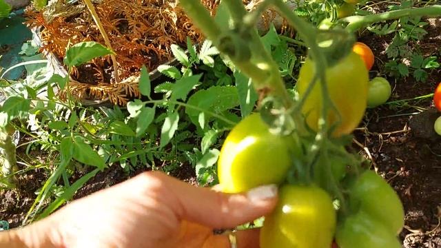 Урожайные, неприхотливые,низкорослые томаты в открытом грунте ,обзор теплиц смотреть онлайн