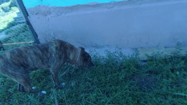 Собака не хочет сидеть в вольере без меня.