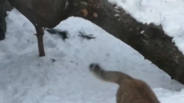 САМЫЕ ОПАСНЫЕ КОТЫ. Сумерки- время камышового кота. Кот, который опасней манула. смотреть онлайн