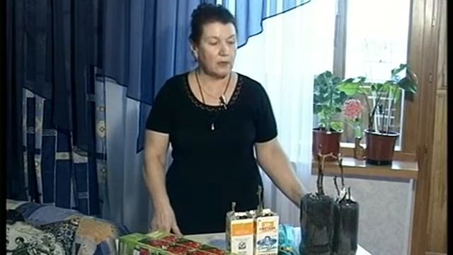 Сохранение весной пиона из коробки после покупки смотреть онлайн