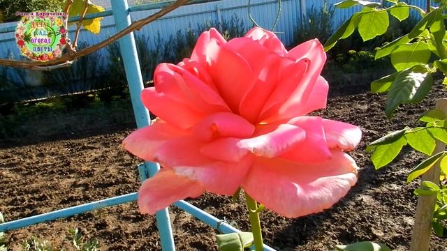 В такие дни женщинам нельзя квасить, консервировать капусту, огурцы, помидоры... смотреть онлайн