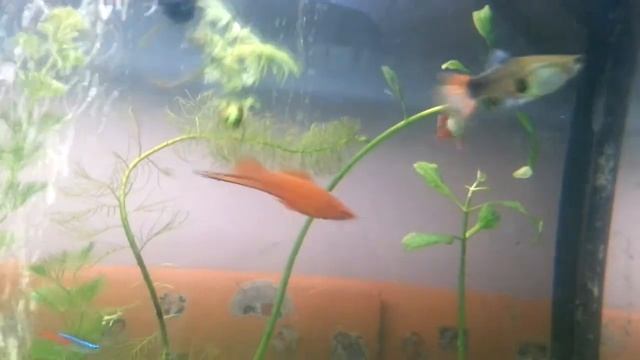 Poor guppy attacked by Puntius tetrazona смотреть онлайн