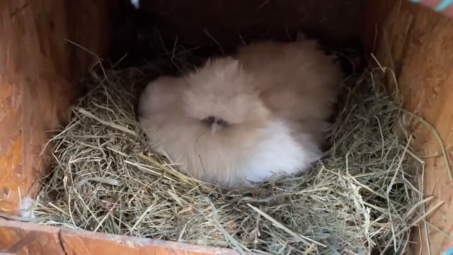 Так цыплята будут расти быстрее Посадила Шелковую на яйца Куда делись петухи смотреть онлайн