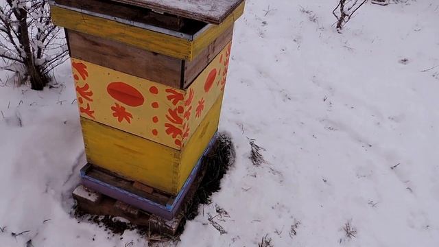 пчёлы выносят подмор?! Убираю утепление что бы пчёлы успокоились