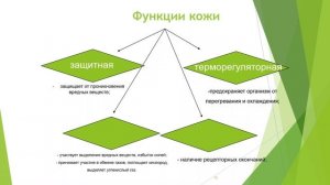 Значение кожи и её строение. Заболевания кожных покровов и повреждения кожи. Гигиена кожных покровов