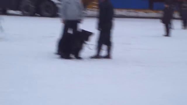 "В ТЫНДУ ПРИЕХАЛ ЦИРК" смотреть онлайн
