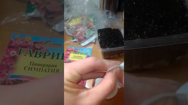 Посев семян Цинерарии. Цинерария Симпатия. смотреть онлайн