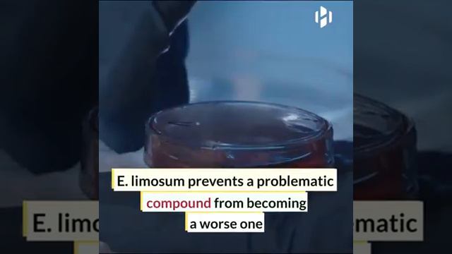 Eubacterium Limosal