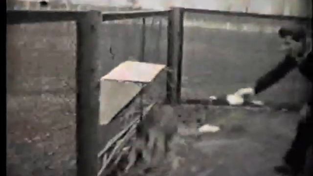 О любви к животным в условиях суровой военно-морской службы