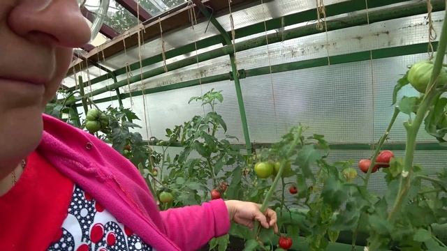 Томаты в сентябре. Актуальные вопросы смотреть онлайн