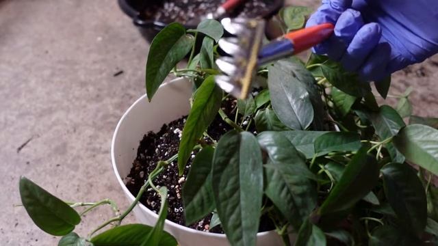 Repot with Me I Cebu Blue I Epipremnum Pinnatum + Philodendron Hederaceum + Ponytail Palm смотреть онлайн