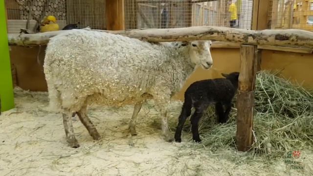 А у нас родилась овечка! смотреть онлайн
