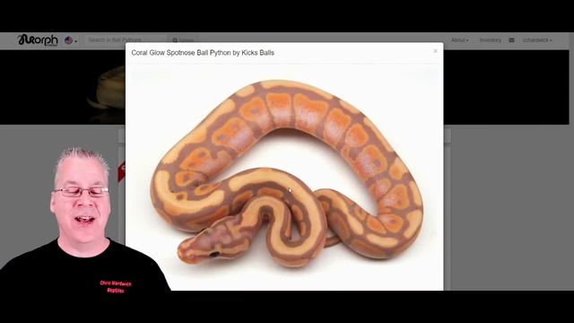The 'Spotnose' Ball Python Morph! смотреть онлайн