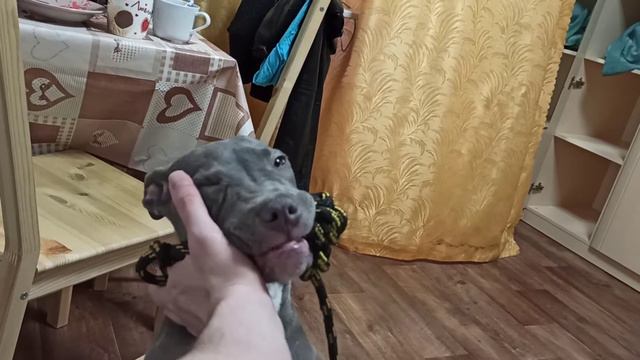 pit bull ASMR смотреть онлайн