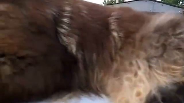 Мейн кун На вечерней зорьке GRANDWILL SHARM SURPRIZE, 11,5 месяцев,3