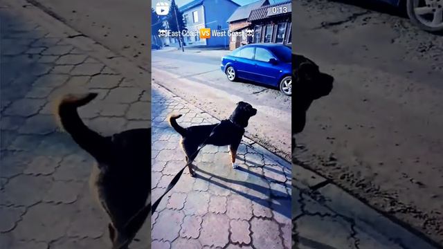 борьба за территорию собаки 🐕 #dog смотреть онлайн