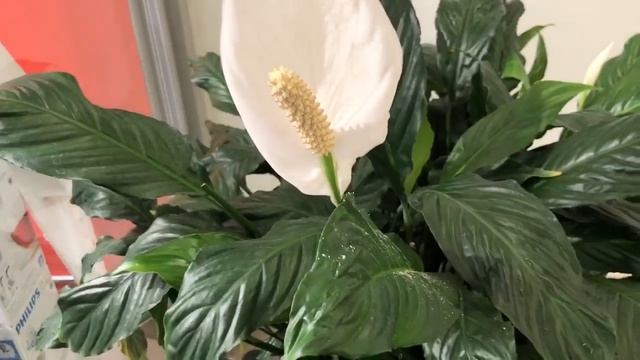 Спатифиллум – женское счастье ? Уход. Вред и польза растения смотреть онлайн