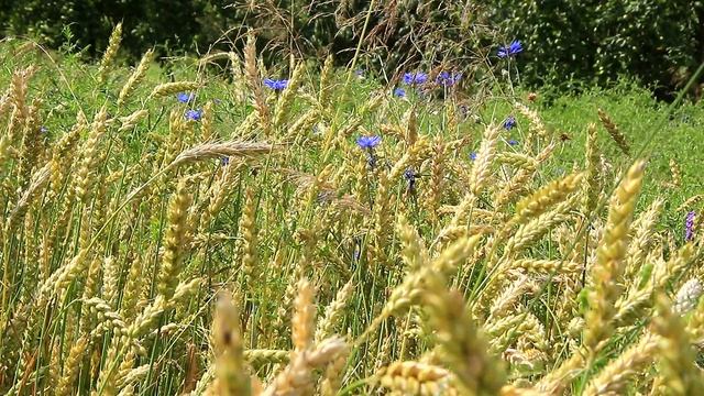 Белорусские васильки - Belarusian Cornflowers