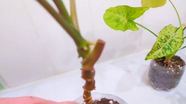 Комнатные цветы?мои новинки и цветочные новости/ indoor flowers смотреть онлайн