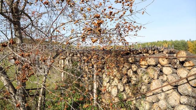 Чәчкәләрнең нигә кирәге бар смотреть онлайн