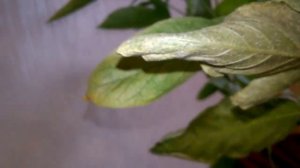 Паутинный клещ на комнатных растениях Как выглядит Вид поражённых  растений Как бороться с клёщом