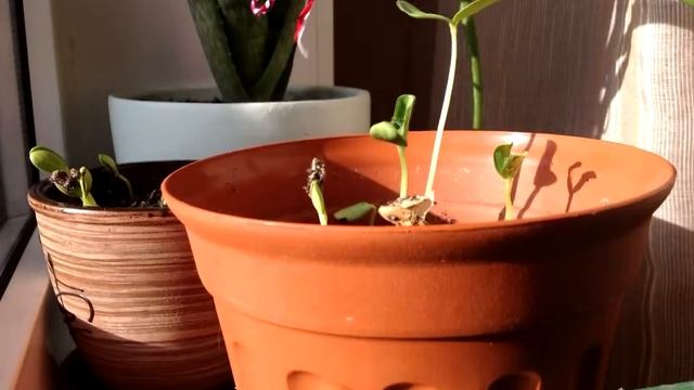 Time Lapse - Plants Moving / Таймлапс - Как двигаются растения. смотреть онлайн