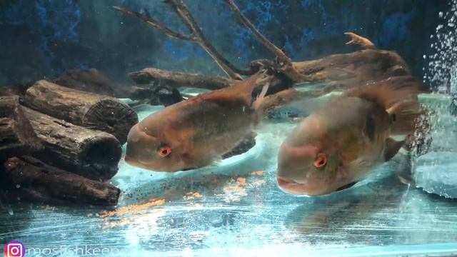 Цихлазома винная она же бражник. Cichlasoma temporale. смотреть онлайн