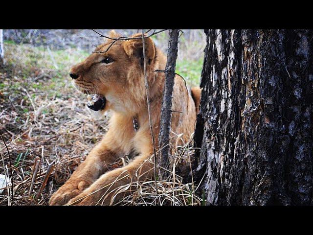 История про 3 львиц.