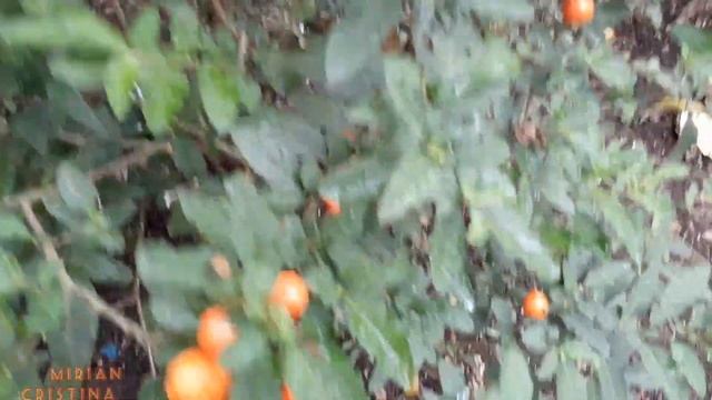 Laranjinha De Jardim! ( Solanum Pseudocapsicum)