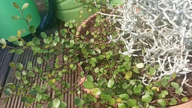 Новинки для контейнерного сада. Бересклет японский, калоцефалус, муленбекия. Жасмин и бугенвелия. смотреть онлайн