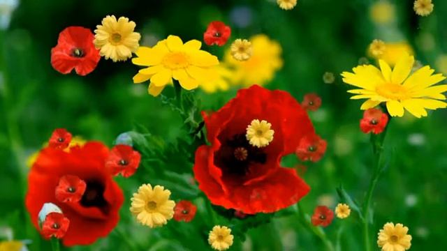 Футаж Летний полдень HD Video Background смотреть онлайн