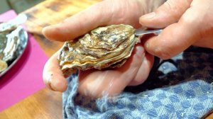 устрицы. как есть, с чем есть, когда , как открыть...
