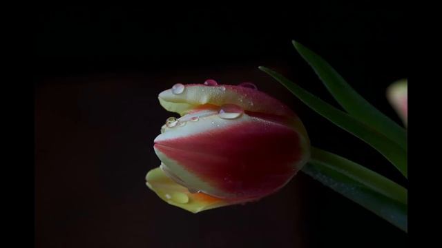 Canon EOS RP Sample Images смотреть онлайн