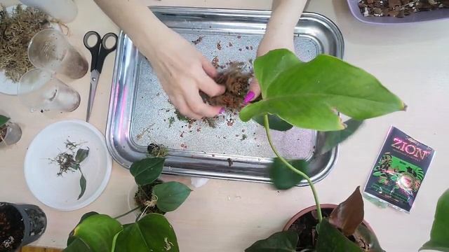 Пересадка деток. Нарощенные корни во мху. Пересадка в грунт. Детка из пня. смотреть онлайн