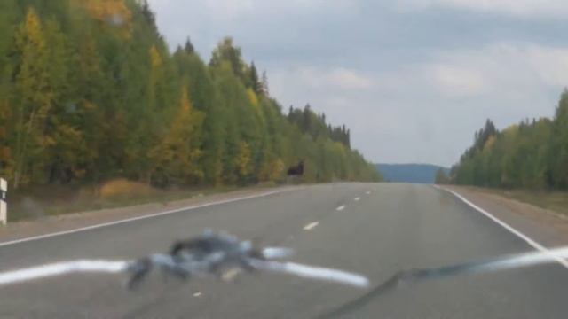 Лось на трассе Ижевск-Пермь смотреть онлайн
