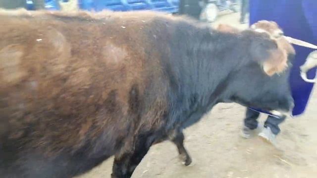 SOTILGAN MOLLAR QUYLAR NARXLARI 18 DEKABER 2022 смотреть онлайн