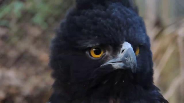 Black-and-chestnut Eagle - Spizaetus isidori- Bogota Birding - Isidor's Eagle смотреть онлайн