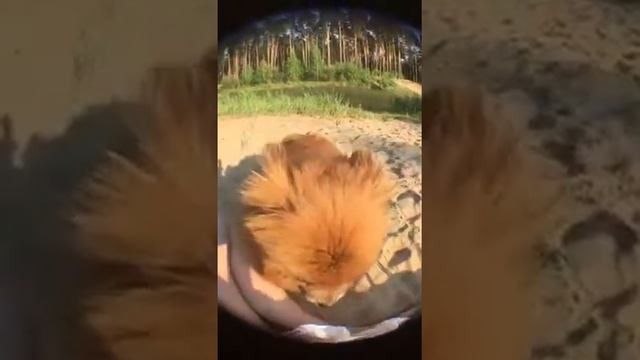 Корм смотреть онлайн