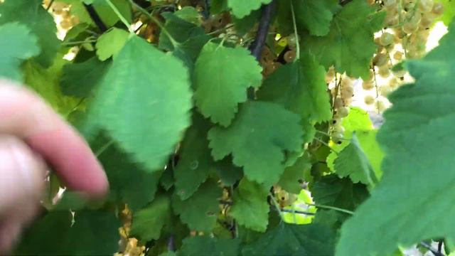 Schrebergarten 🌺 немецкие дачи около монастыря ⛪️ / богатый урожай / вкусный 🍯 🐝 смотреть онлайн