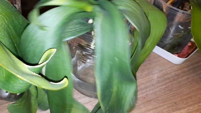 ❗️ SU KÜLTÜRÜNDEKİ ORKİDE NE ZAMAN KÖK VERİR???????Phalaenopsis orchids смотреть онлайн