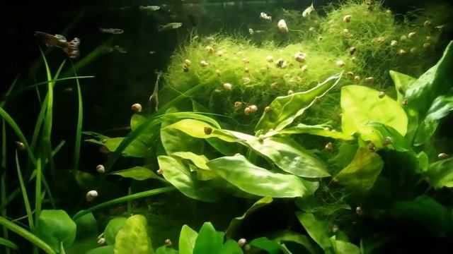 немножко о моём аквариуме и гуппи смотреть онлайн