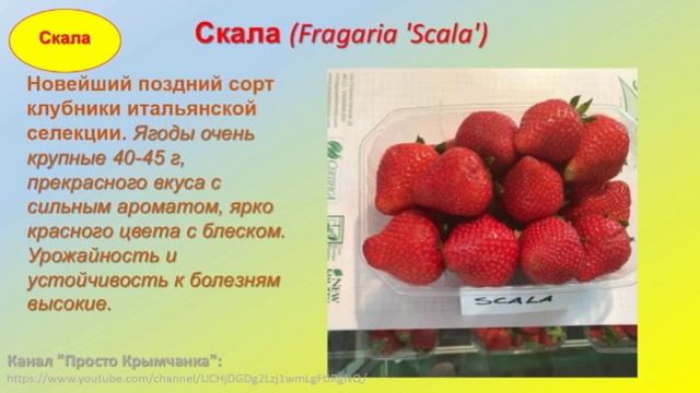 Клубника: 08.02.2020г Новые сорта-1 часть. смотреть онлайн