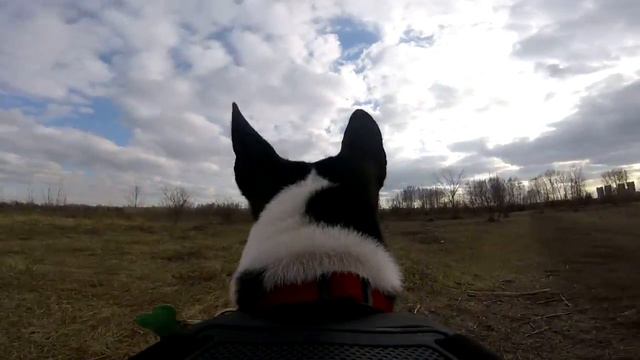 GOPRO2, BASENJI, БАСЕНДЖИ, ТАТЫШЕВ, КРАСНОЯРСК смотреть онлайн