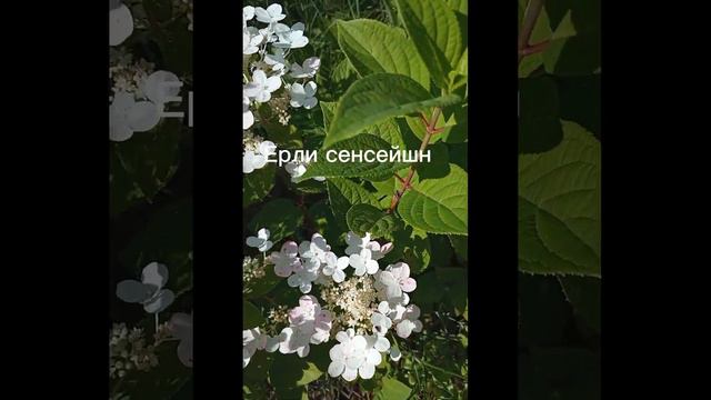 Самые неприхотливые многолетники и гортензии, цветущие в июле. смотреть онлайн