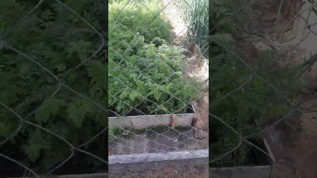 Грядки из остатков плоского шифера! Удобный огород! смотреть онлайн