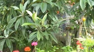 Отдых в Абхазии. Приморский посёлок.