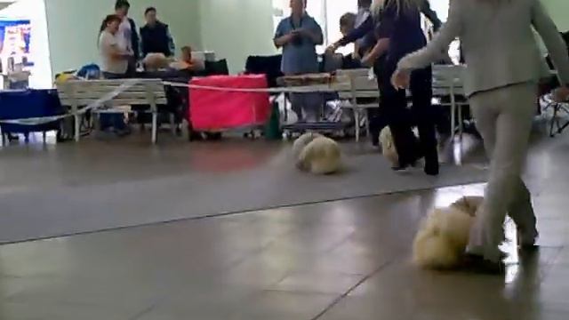 pekingese - International dog show LITOMĚŘICE 23.5.2010 смотреть онлайн