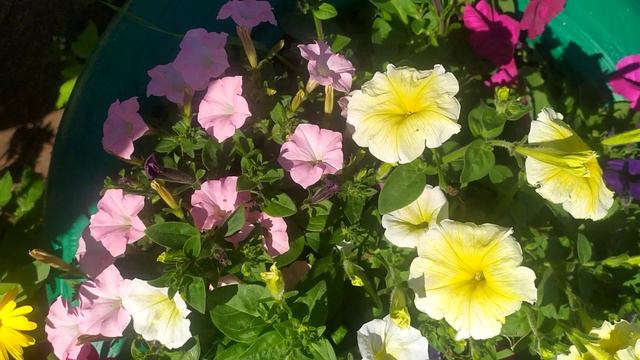 Мои петунии! Дачный сезон! Август 2023 г. 🌺 смотреть онлайн